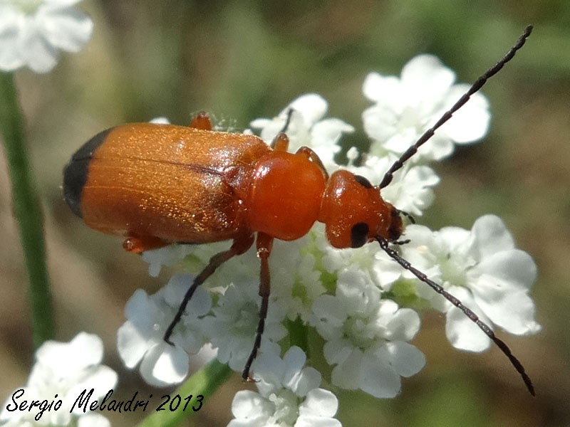 Zonitis flava (Meloidae)
